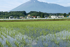 苗の風景