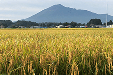 稲の風景